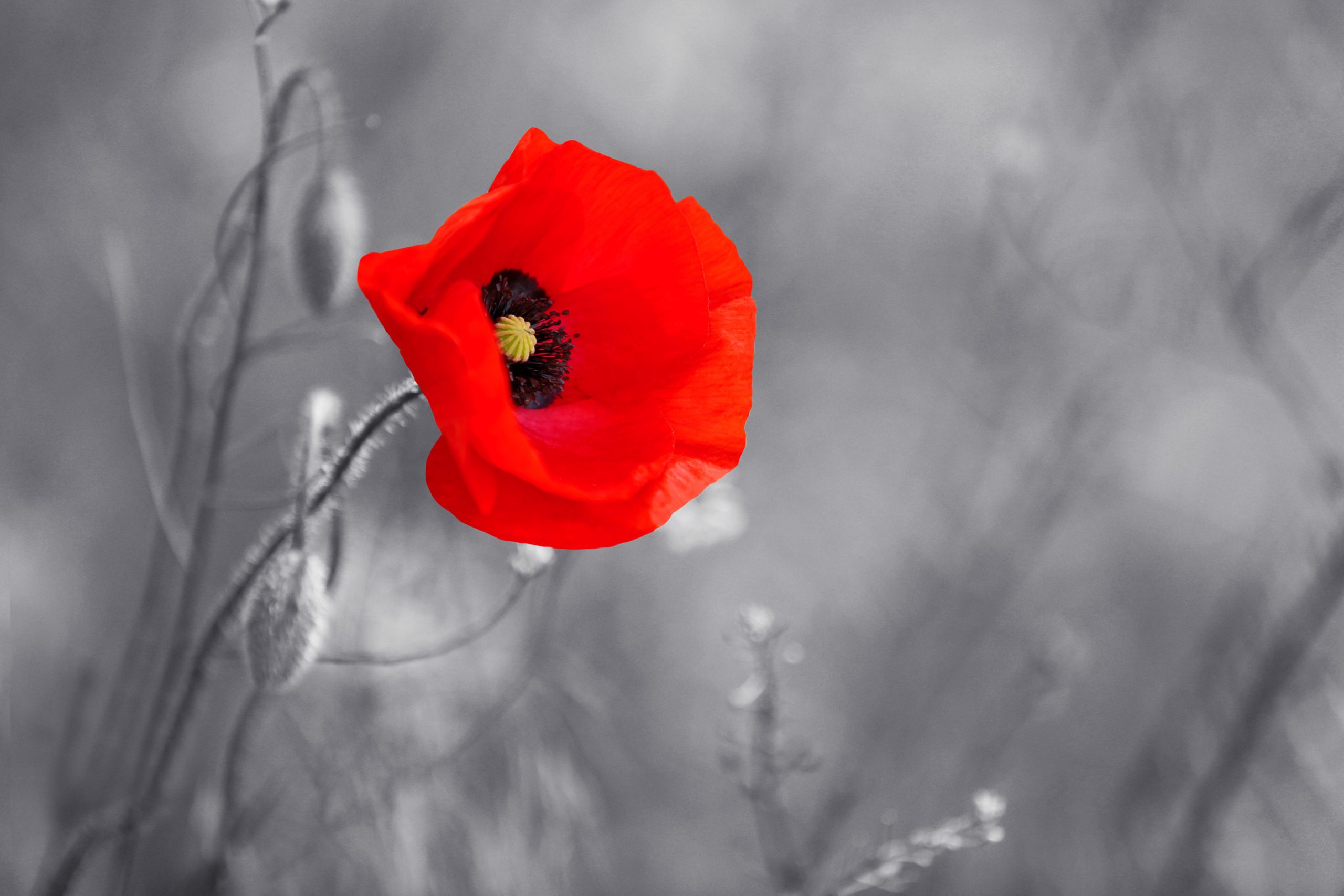 Remembrance-Red Poppy